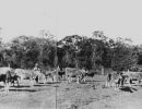 jersey herd on dunk island j. oxley library  slq