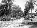 allee of the palms  dunk island pre world war ii cc libraries