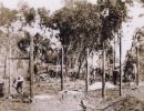 hugo brassey s house being built  first posts  dunk island cc libraries