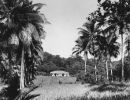 residence of e.banfield on dunk island cc libraries