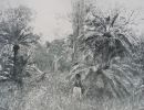tropic days p.247   cycads   photo caroline hordern
