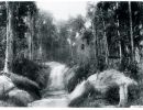 lacey s creek crossing  cc libraries
