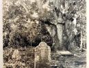 cutten graves