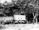 camp site on bedarra island  j. oxley library  slq